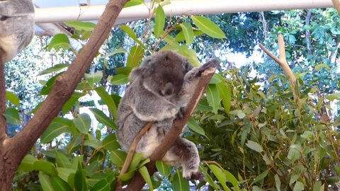 Brisbane Queensland Australia 05 21 2021: A koala on a eucalyptus tree waking up from a nap 