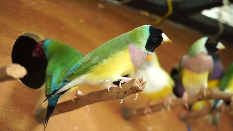 Finches 7color Gouldian Finch, Beautiful finches Green, face black, purple breast, Colorful full body. bird  female on a branch.