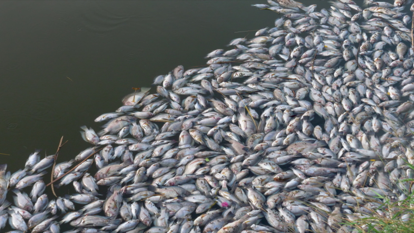 many dead fish on the shore of the pond. global warming effect, climate change. ecological problem Royalty-Free Stock Footage #1073338592