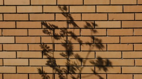 Blurry dark shadows of  branches and leaves on rough brick wall for mystery background. Moving silhouette shadows of tree branches and foliage in wind
