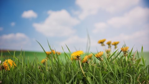Dandelions in the grass - close up, on green meadow and fluffy clouds background, camera slide