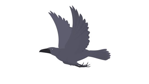 Raven. Crow bird animation, alpha channel enabled. Cartoon