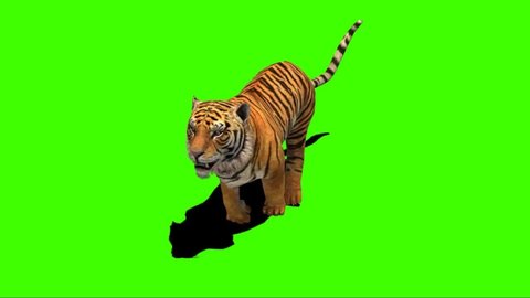 Tiger Running on Green Screen