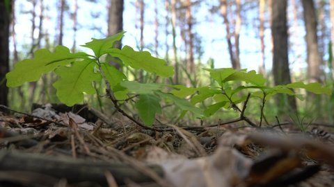 Oak sprouts in a pine forest. Young forest.
