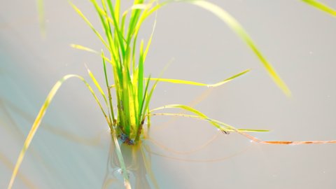 Rice Seedling in A Farm, Agriculture Image, Food Industry, Kagawa Prefecture in Japan, Nobody, Fixed Shooting