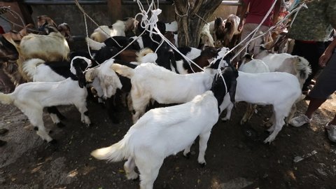 Goat or lamb ( kambing )  in animal markets to prepare sacrifices on Eid al-Adha. Purbalingga,Central Java,Indonesia. May 31,2021