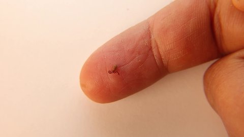 Pseudoscorpion.
False scorpion size comparison on the tip of a finger.
Biologist, Exotic vet holding pseudo scorpion, wildlife veterinarian
Arthropods, invertebrates.
bug, insect, animal, wild nature