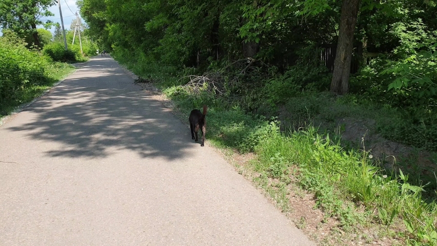 a stray dog runs down an alley in a park, film grain