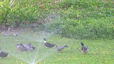 Flock of ducks walking and running across the park in Abu Dhabi, UAE under the water sprinklers. High quality Full HD footage.