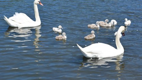 Swan with swans swimming in the pond. Little goslings with a goose on the lake. Migratory, wild birds in nature. A brood of white swans.