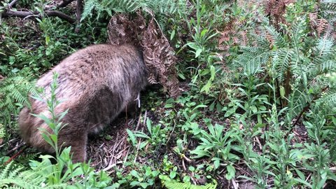 Wombat eating grass closeup footage
