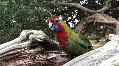 Rosella parrots eating seeds on tree. Closeup.