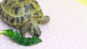 land turtle eating plant leaves, studio video, sick land turtle