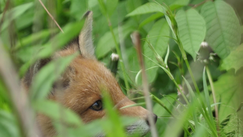 Furry Bush Standing Furry Bush Standing
