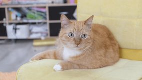 ginger cat plays with its tail on the chair