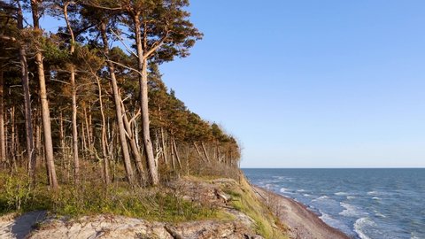 Beautiful seascape  view of  stormy sea  and  tall pine trees on bluff in right corner . Baltic seashore near Klaipeda in Lithuania at the place named Duchman cap - a hill with a 24.4 m high bluff . 