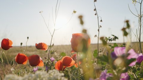 Nature concept Red poppies flowers bloom swaying close up from wind in meadow in national reserve in spring slow motion at sunset in sun lens flares