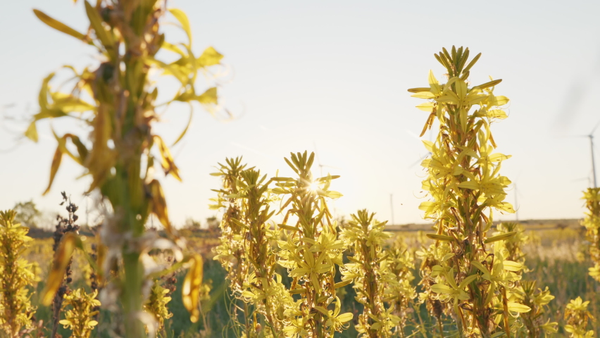 Nature concept Stems of plant with yellow flowers blooming sway from wind in meadow close up in national reserve in spring slow motion at sunset in sun. Lens flares. Relax