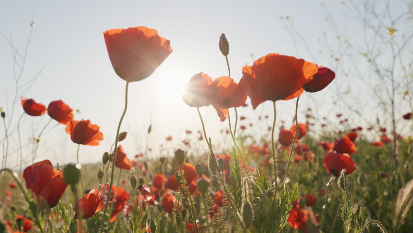 Red poppies flowers bloom swaying from wind in meadow close up in national reserve in spring slow motion at sunset in sun lens flares. Nature concept Royalty-Free Stock Footage #1073368826