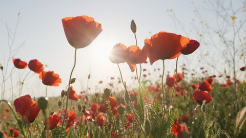 Nature concept Red poppies flowers bloom swaying from wind in meadow close up in national reserve in spring slow motion at sunset in sun lens flares