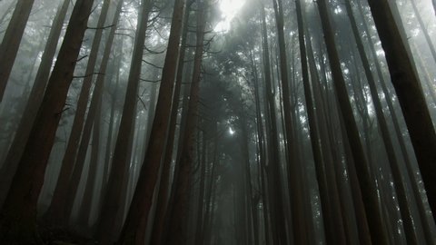 
flight between trees in the foggy forest, Alishan in Chiayi, Taiwan, Japanese Cedar, 4k footage