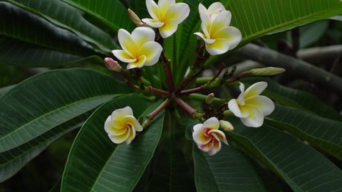 White-yellow Plumeria flowers is swaying in the wind on the green tree. White Plumeria flowers in green background. 4k video. 