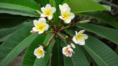 White-yellow Plumeria flowers is swaying in the wind on the green tree. White Plumeria flowers in green background. Slow motion video. 