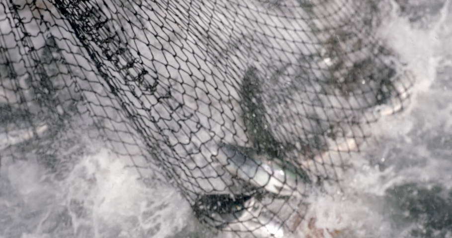 Fishing Net Full Of Freshly Caught Salmon In Alaska. - close up Royalty-Free Stock Footage #1073376848