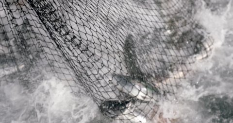 Fishing Net Full Of Freshly Caught Salmon In Alaska. - close up