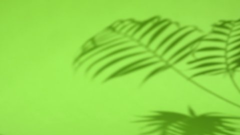 Sun reflections and palm leaf shadows on green background. Closeup