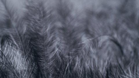 Black feathers. Slow motion black feather background.