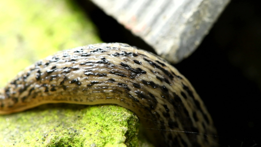 Great grey slug or leopard slug Latin name (Limax maximus) on stone background. 4K UHD video footage 3840X2160.