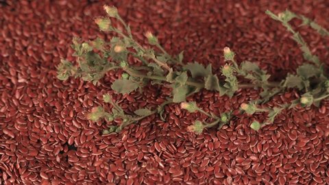 Close up Organic Flax seeds in bowl with green leaf,Brown flax seeds,Linum usitatissimum,also known as Linseed,Flaxseed and Common Flax
