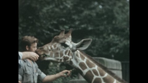 1970s: Men feed leaves to giraffes. Giraffes eat leaves.