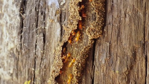 Group of the small termite, Termites are social creatures that damage people's wooden houses because they eat wood,