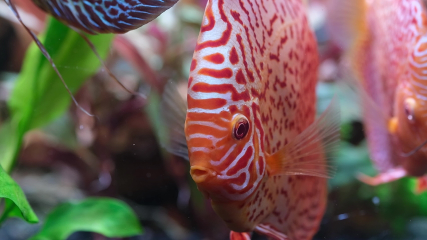 Colorful discus fish swim in the aquarium. | Shutterstock HD Video #1073386292