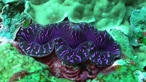 close up of a purple giant clam