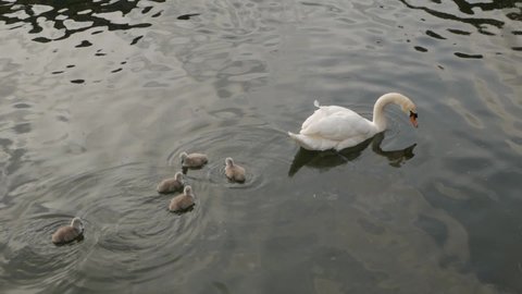 Little fluffy baby cygnets following swans in canal river water