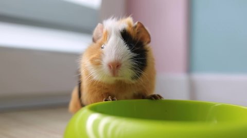 The guinea pig eats food from a bowl.