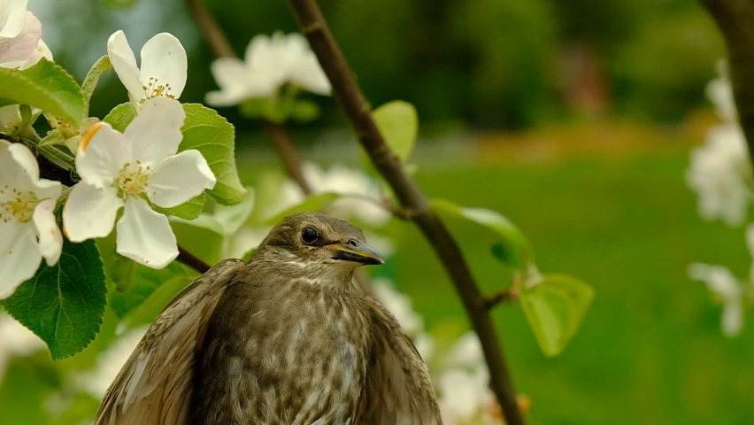 Songbird chick. Down and feathers of a young bird. Russia. Day. Spring.