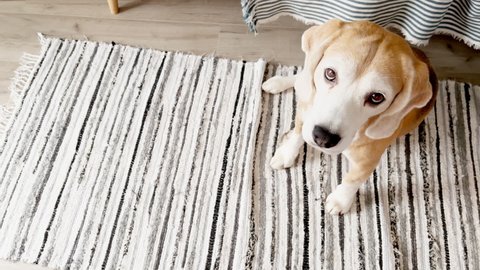Sad eyes beagle sitting on carpet at home looking very guilty and blinking. Domestic animals concept, home environment concept.