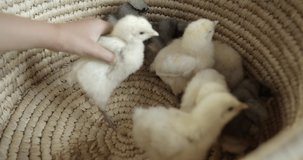 person holding a chick in a wicker basket