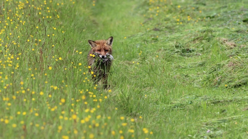Red fox (Vulpes vulpes) with prey in its mouth, on the way to the fox
