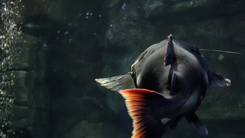 Big Redtail catfish swimming in spacy public Illuminated Aquarium Close-up following shot