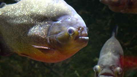 Red-Bellied Piranha Pygocentrus nattereri close-up in Danuri Aquarium Danyang city Korea