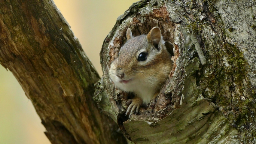 Small quite Squirrel hide in the hole of a tree chewing on a big nut and taking in out his mouth and putting it back. Close up shot Royalty-Free Stock Footage #1073407313