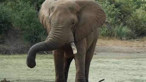 African Bush Elephant in Nature