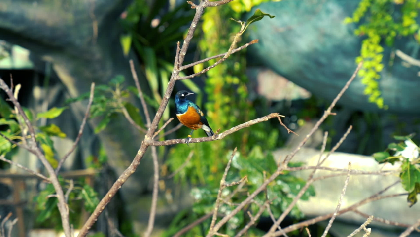 Pretty colorful bird sitting on branch