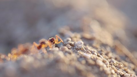 Ant worker drops pebbles off the edge of ant hill followed by others- slow mo macro