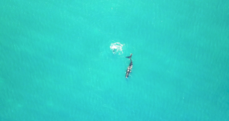 Whale Watching - Southern Right Whale Swim At Deep Blue Sea Of Great Australian Bight Near Fowlers Bay, Australia. - aerial Royalty-Free Stock Footage #1073423912